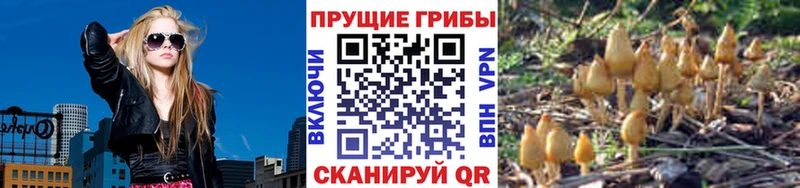 даркнет телеграм  ОМГ ОМГ ссылки  Волосово  Псилоцибиновые грибы мицелий 